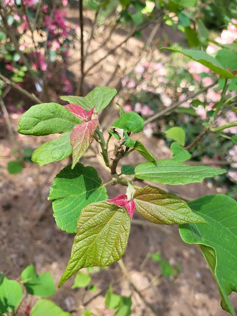 Mallotus japonicus — related species from the same genus