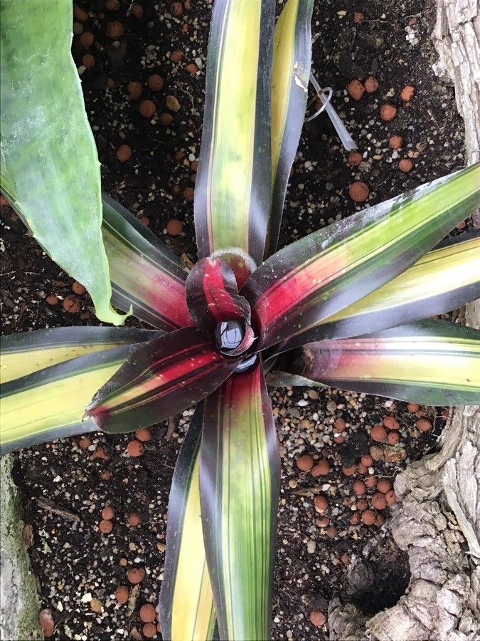 Aechmea gamosepala — search result for 'Bromeliaceae'