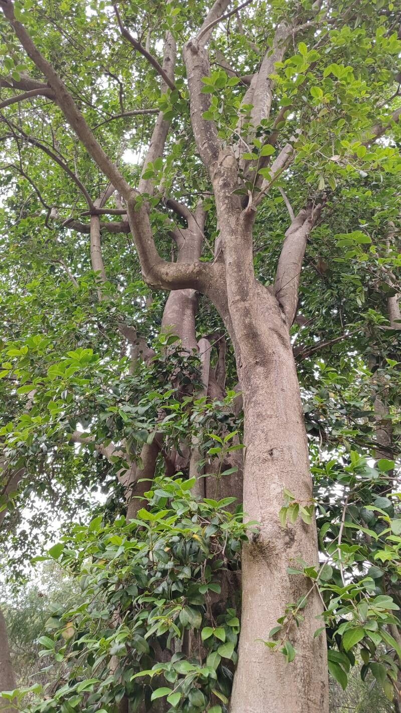 Elaeodendron papillosum habit