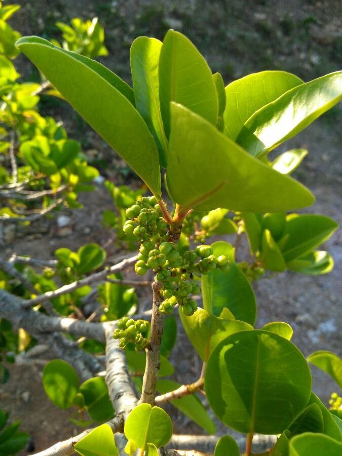 Excoecaria agallocha fruit