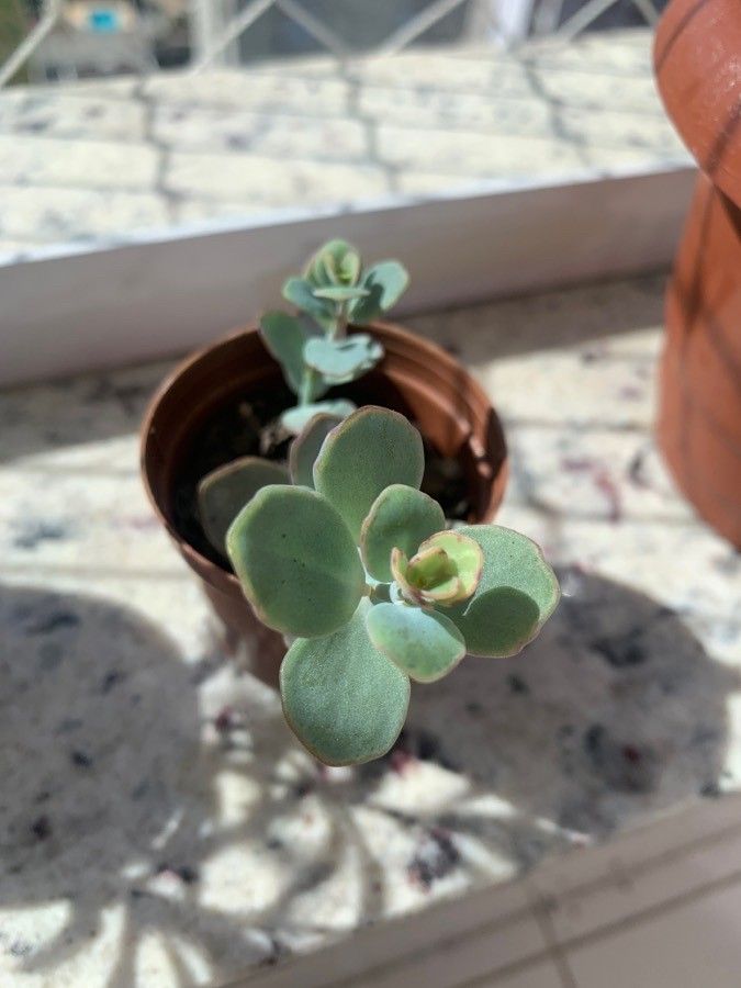 Kalanchoe marnieriana leaf