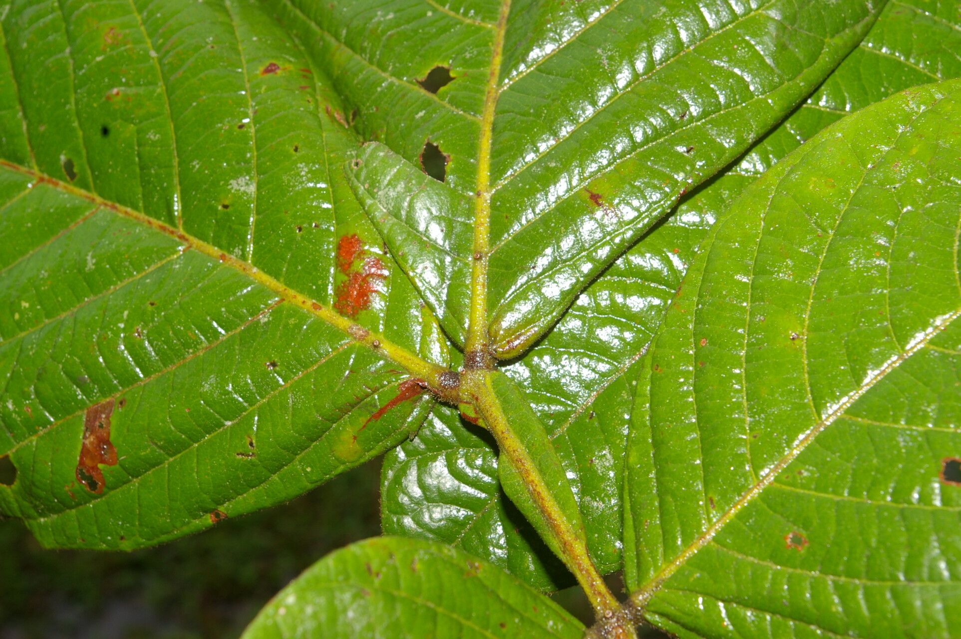 Inga chocoensis leaf