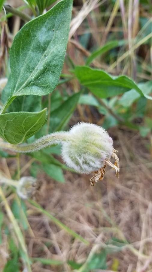 Encelia californica fruit