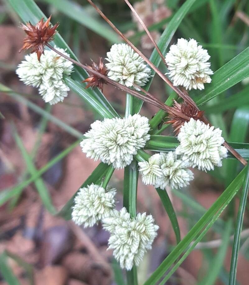 Cyperus luzulae flower