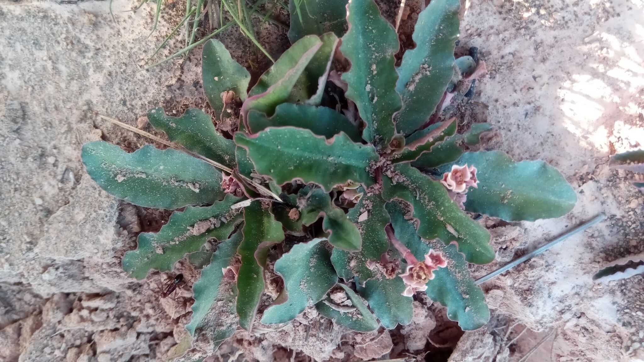 Euphorbia begardii habit