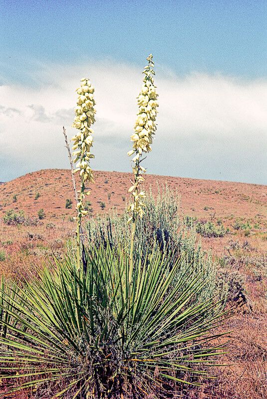Yucca angustissima flower