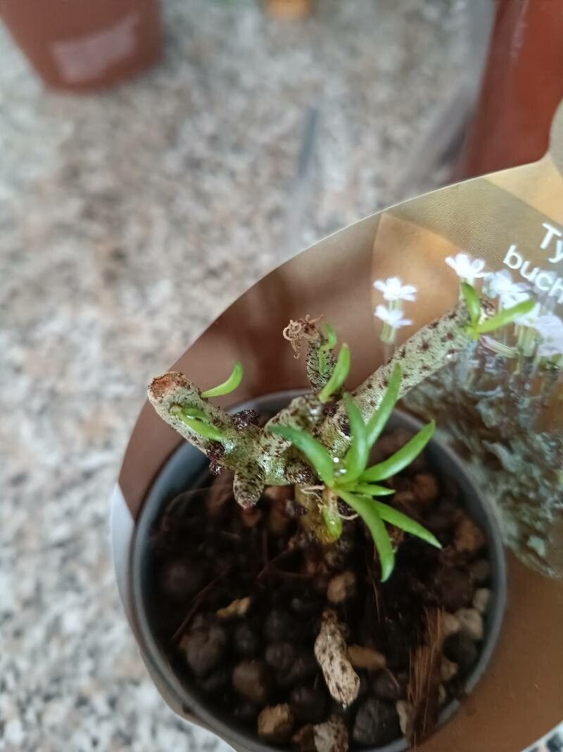 Tylecodon buchholzianus — related species from the same genus