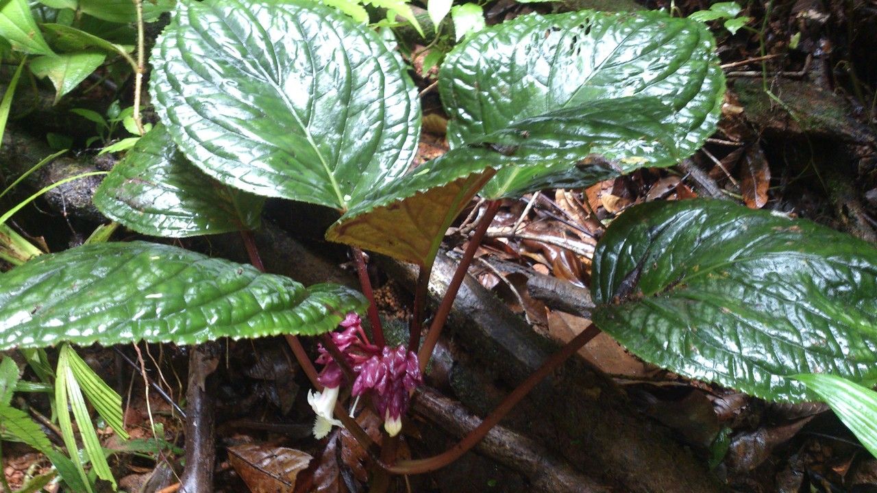 Drymonia turrialvae flower