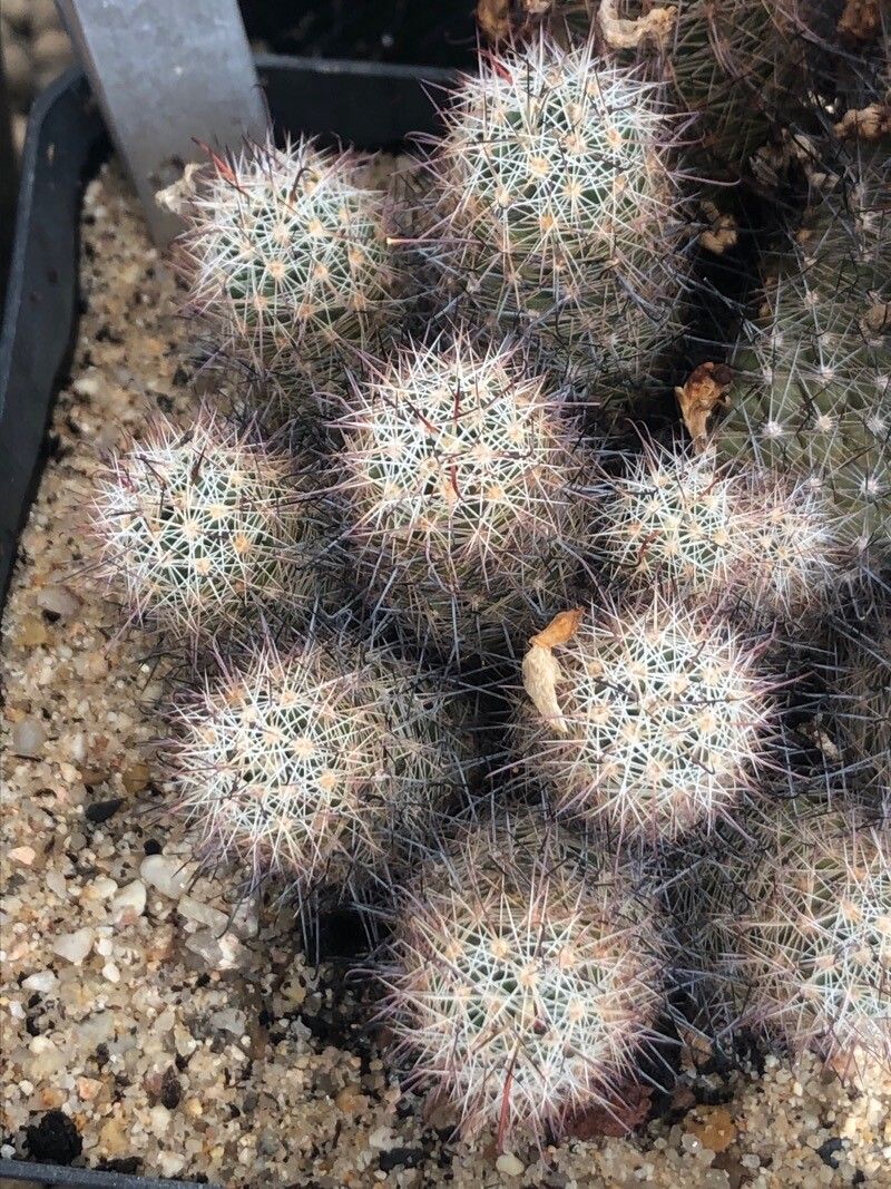 Mammillaria grahamii