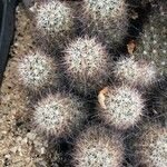 Mammillaria grahamii