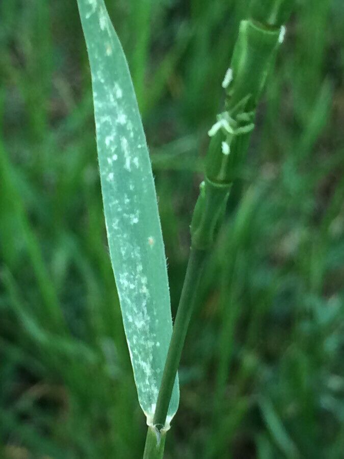Aegilops tauschii — search result for 'Afghanistan'