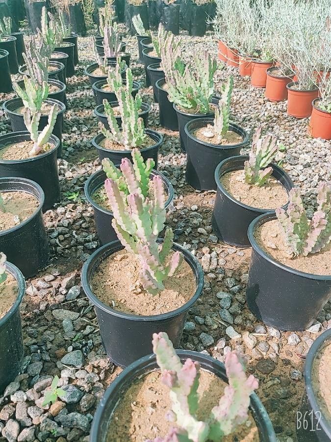 Caralluma arabica leaf