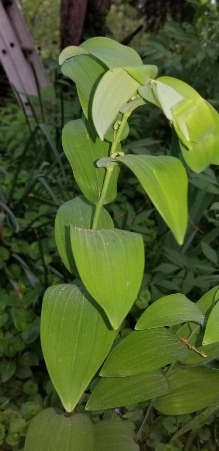 Polygonatum pubescens flower