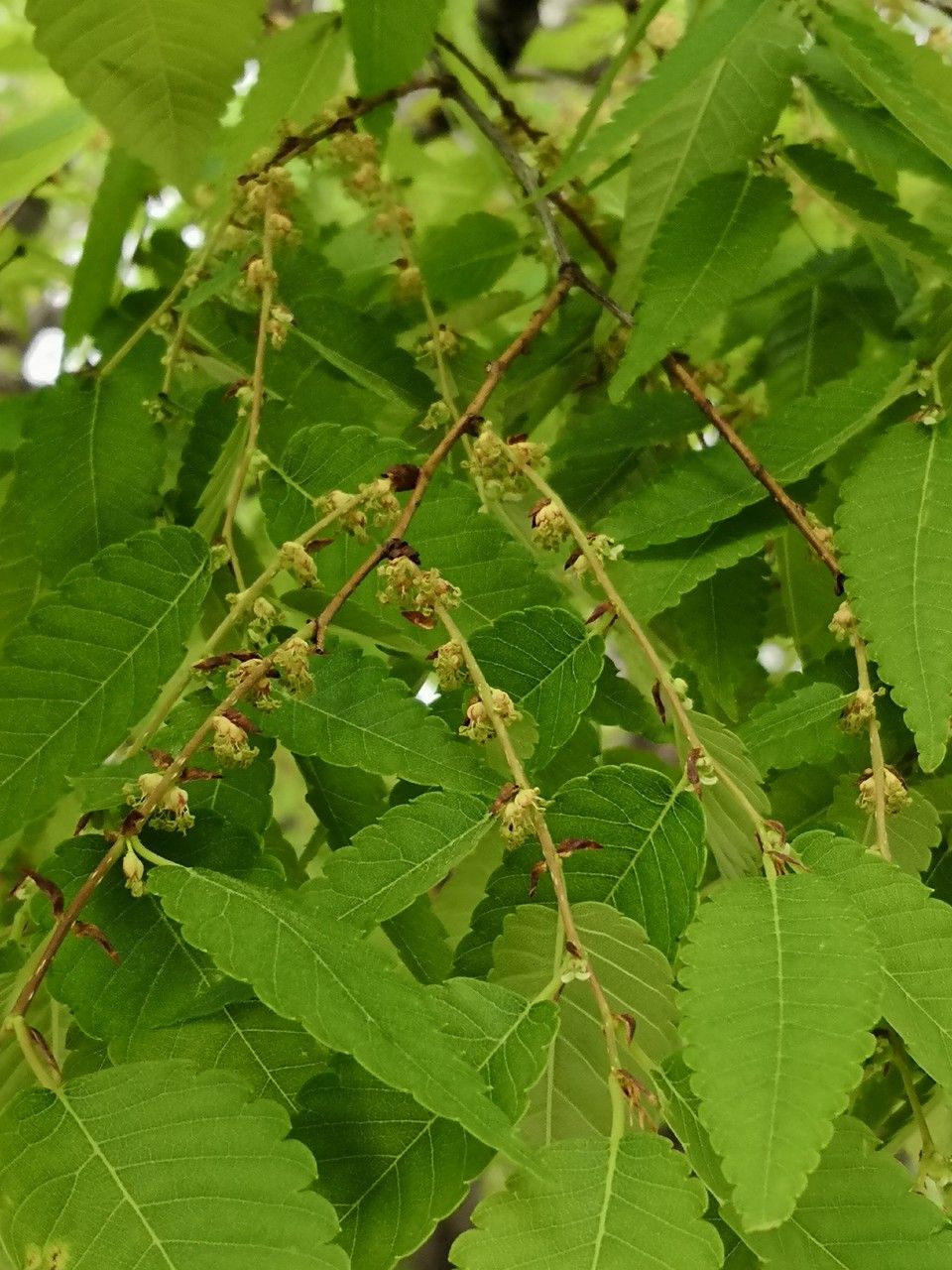 Zelkova schneideriana flower