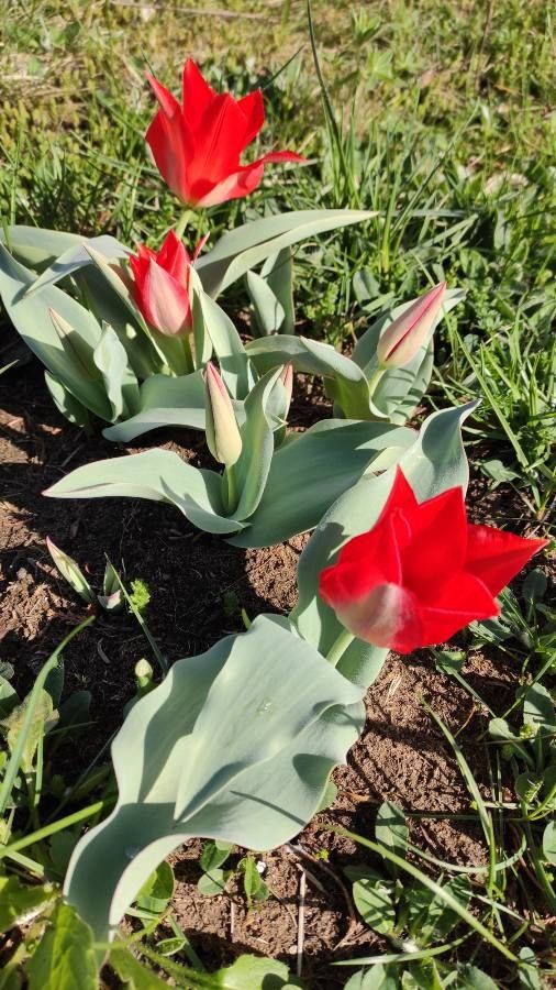 Tulipa eichleri habit