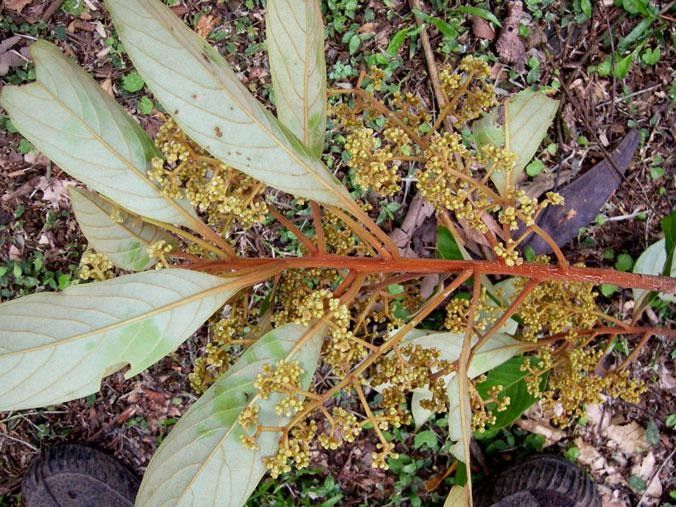 Ocotea hartshorniana — houseplant care guide