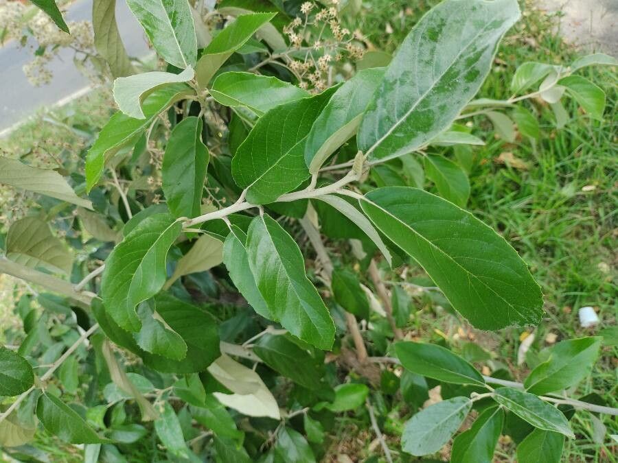 Gochnatia polymorpha — search result for 'Paraguay'