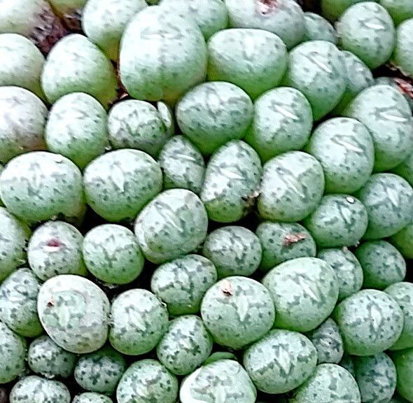 Conophytum piluliforme — houseplant care guide