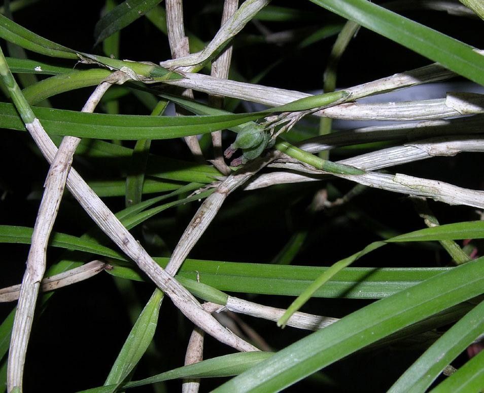 Scaphyglottis behrii bark
