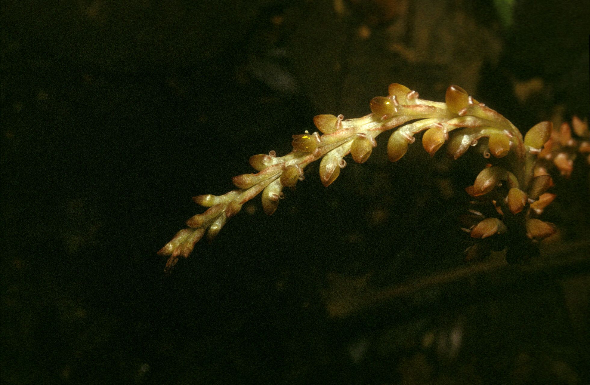 Prescottia stachyodes flower