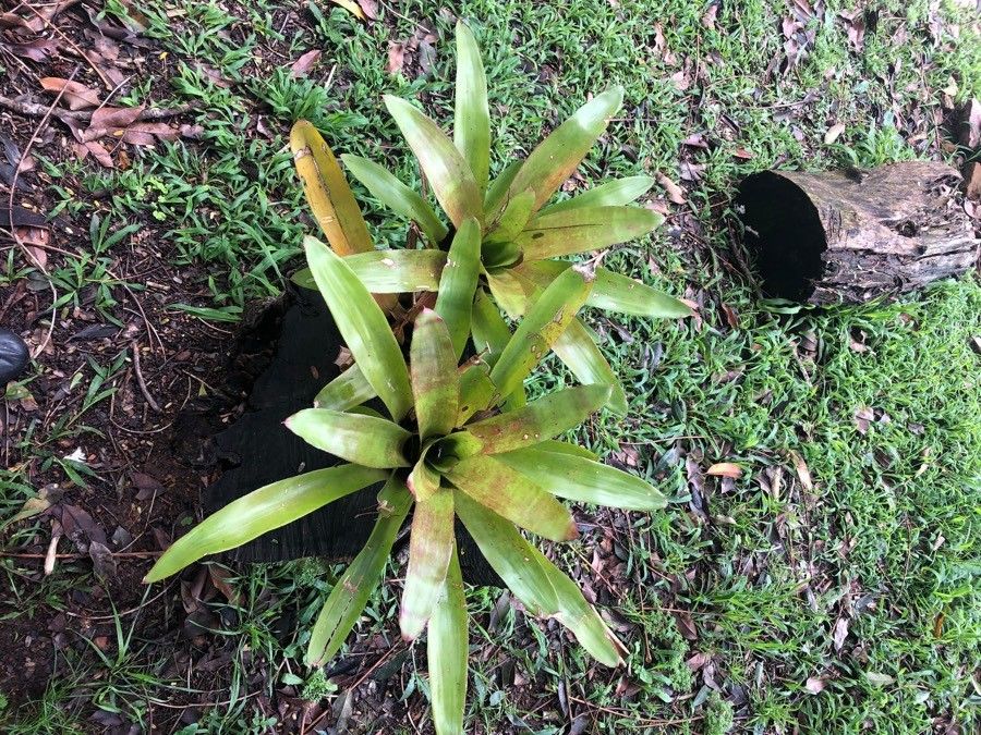 Vriesea heliconioides leaf