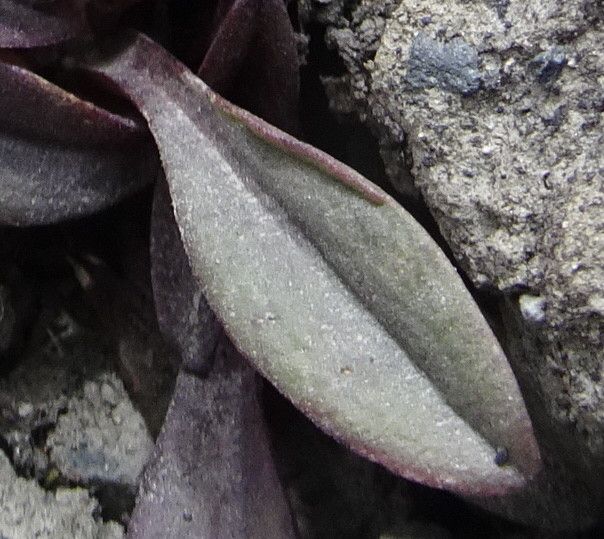 Valeriana pycnantha — houseplant care guide