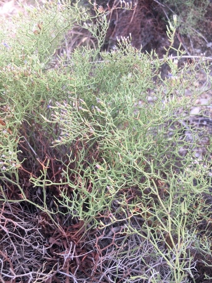 Limonium strictissimum leaf