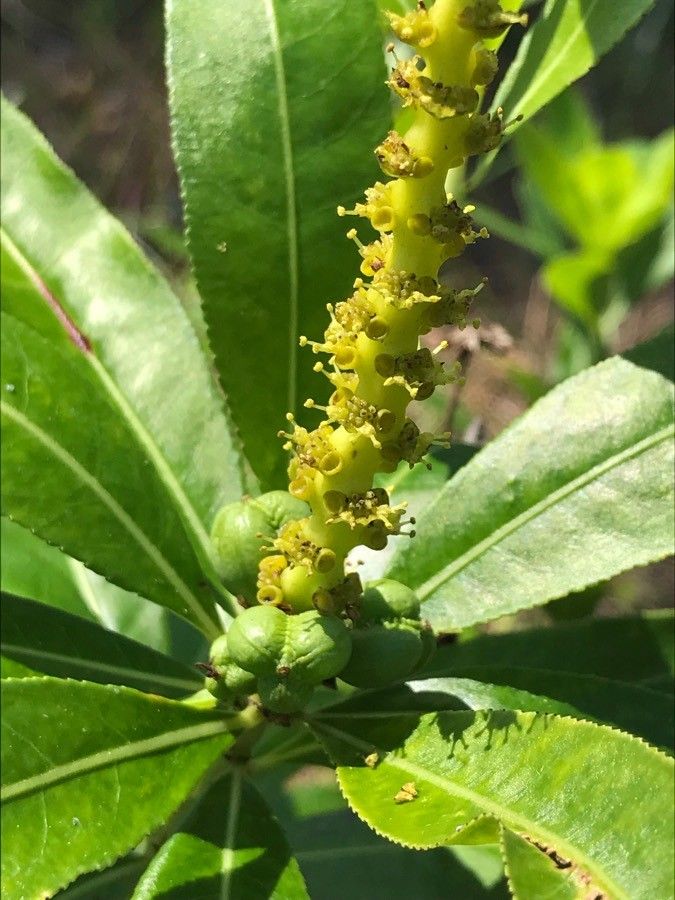 Stillingia sylvatica flower