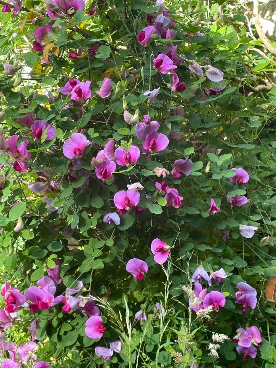 Lathyrus grandiflorus habit