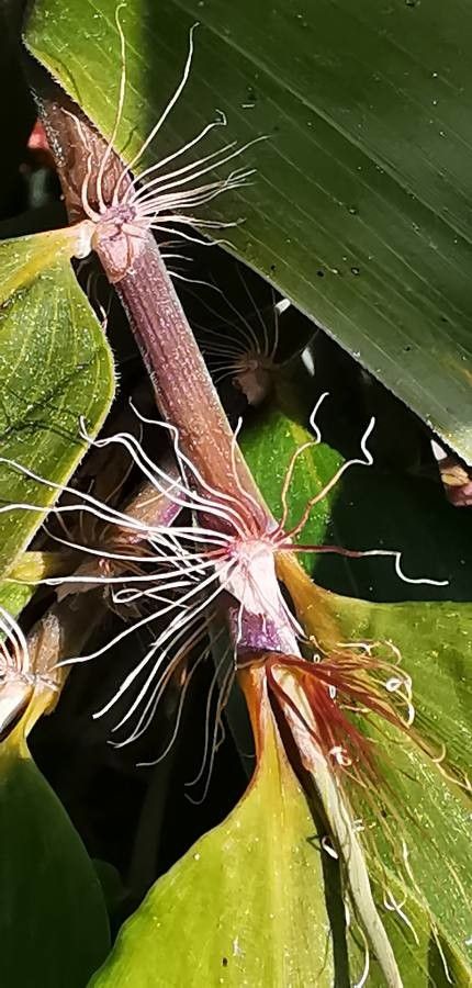 Phyllostachys nigra flower