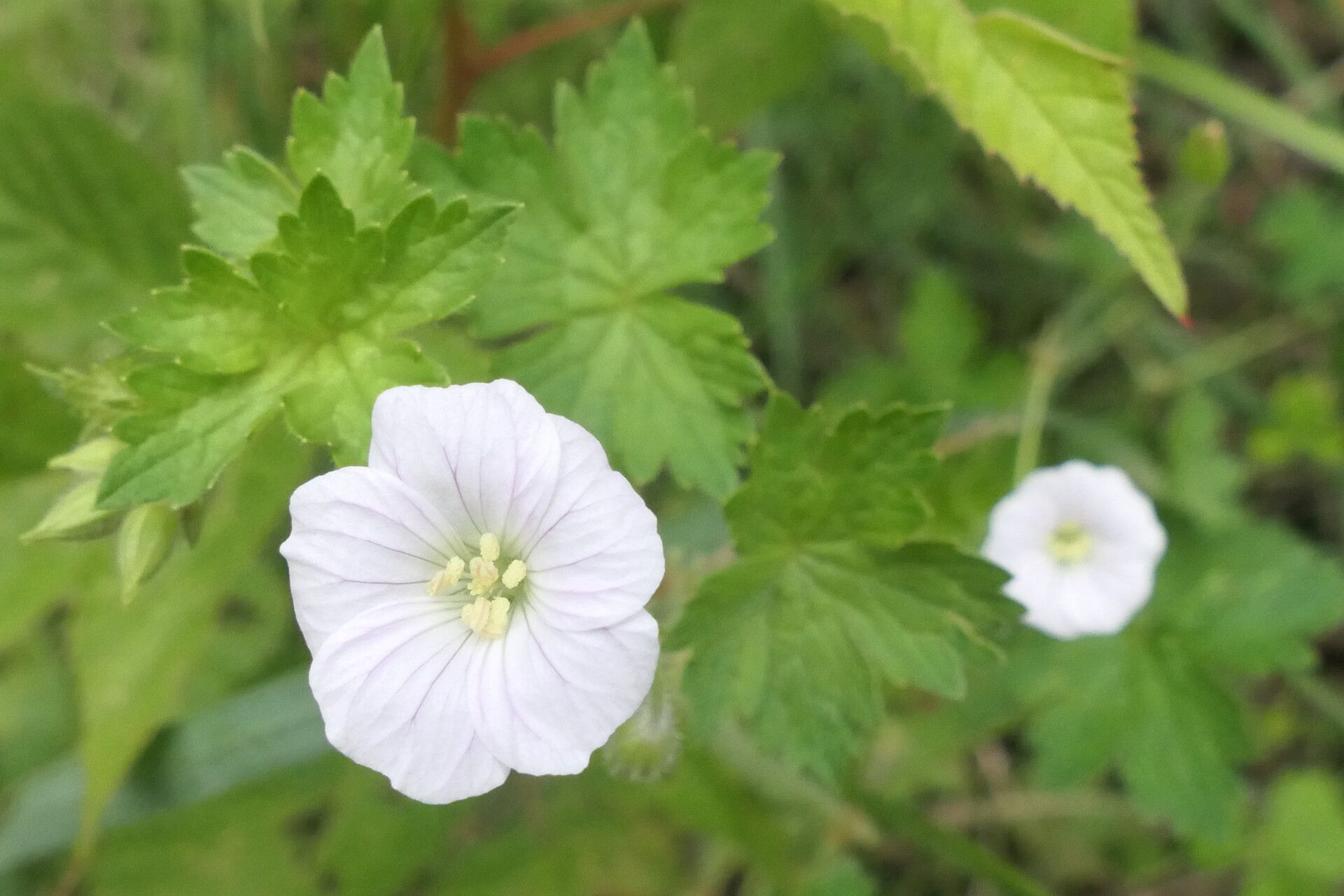 Geranium wakkerstroomianum flower
