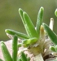 Minuartia sedoides leaf