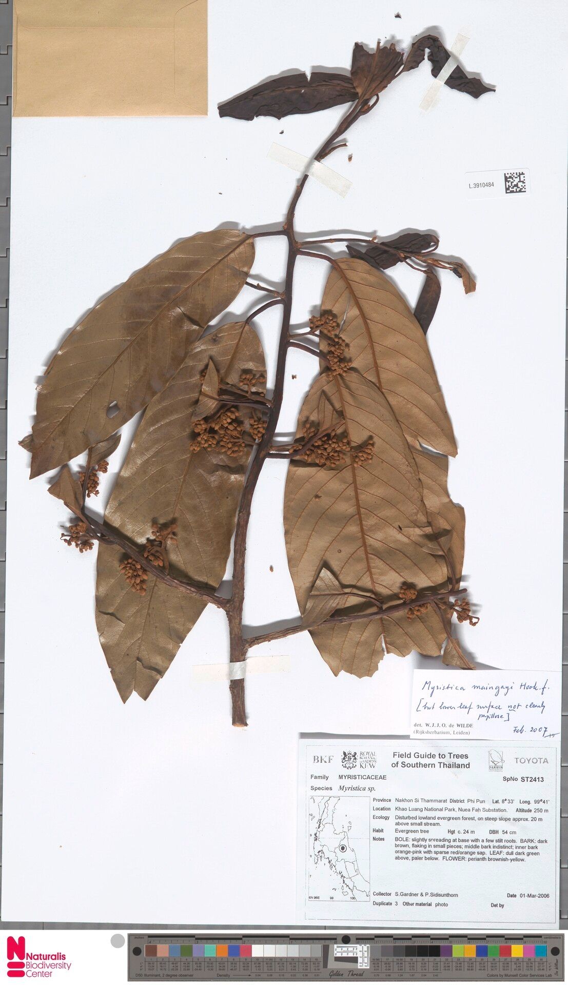 Myristica maingayi — houseplant care guide