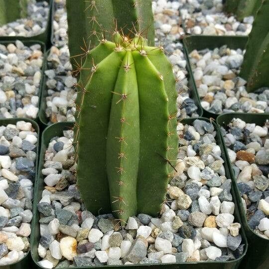 Escontria chiotilla — houseplant care guide