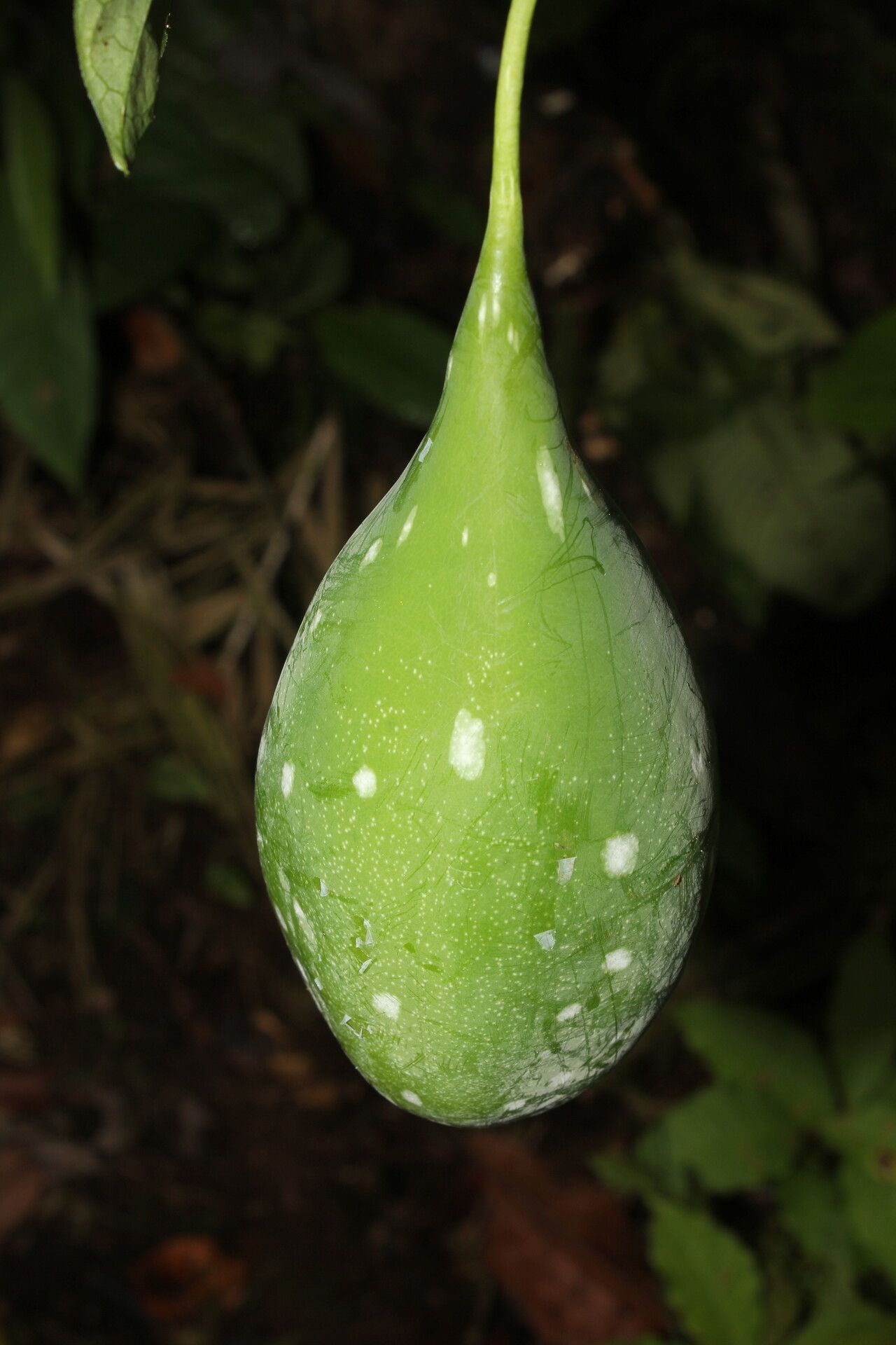 Passiflora lobata fruit