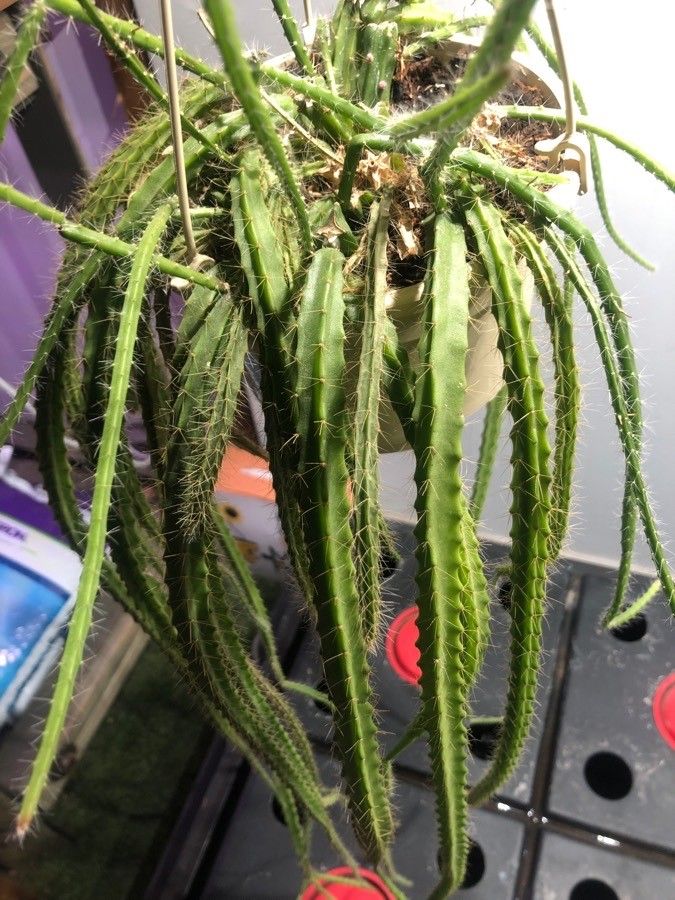 Disocactus flagelliformis