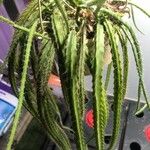 Disocactus flagelliformis