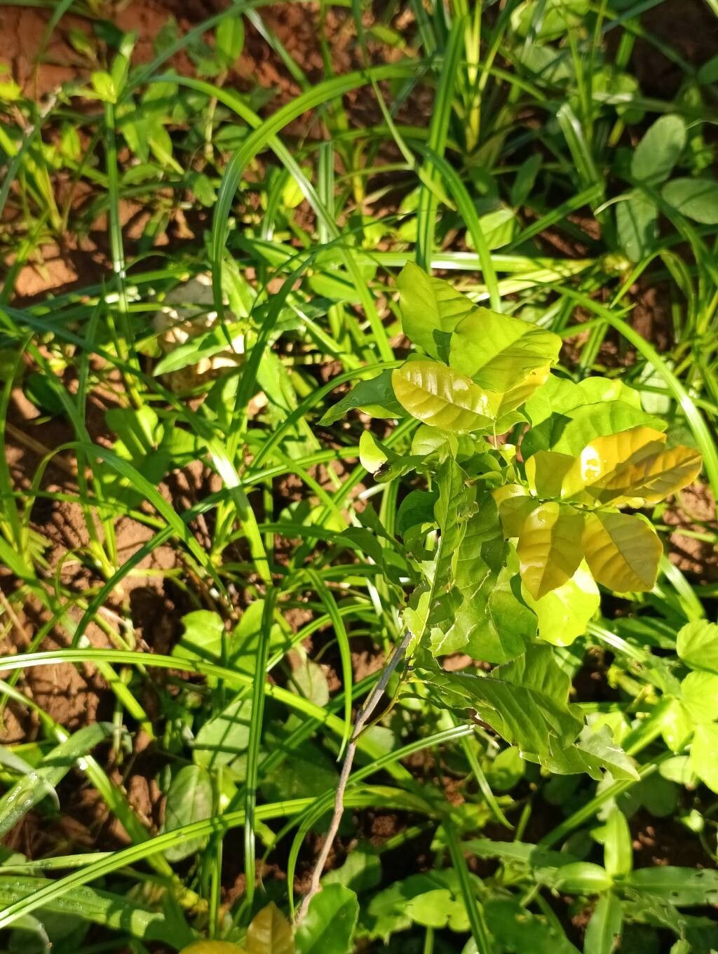 Lecaniodiscus fraxinifolius leaf