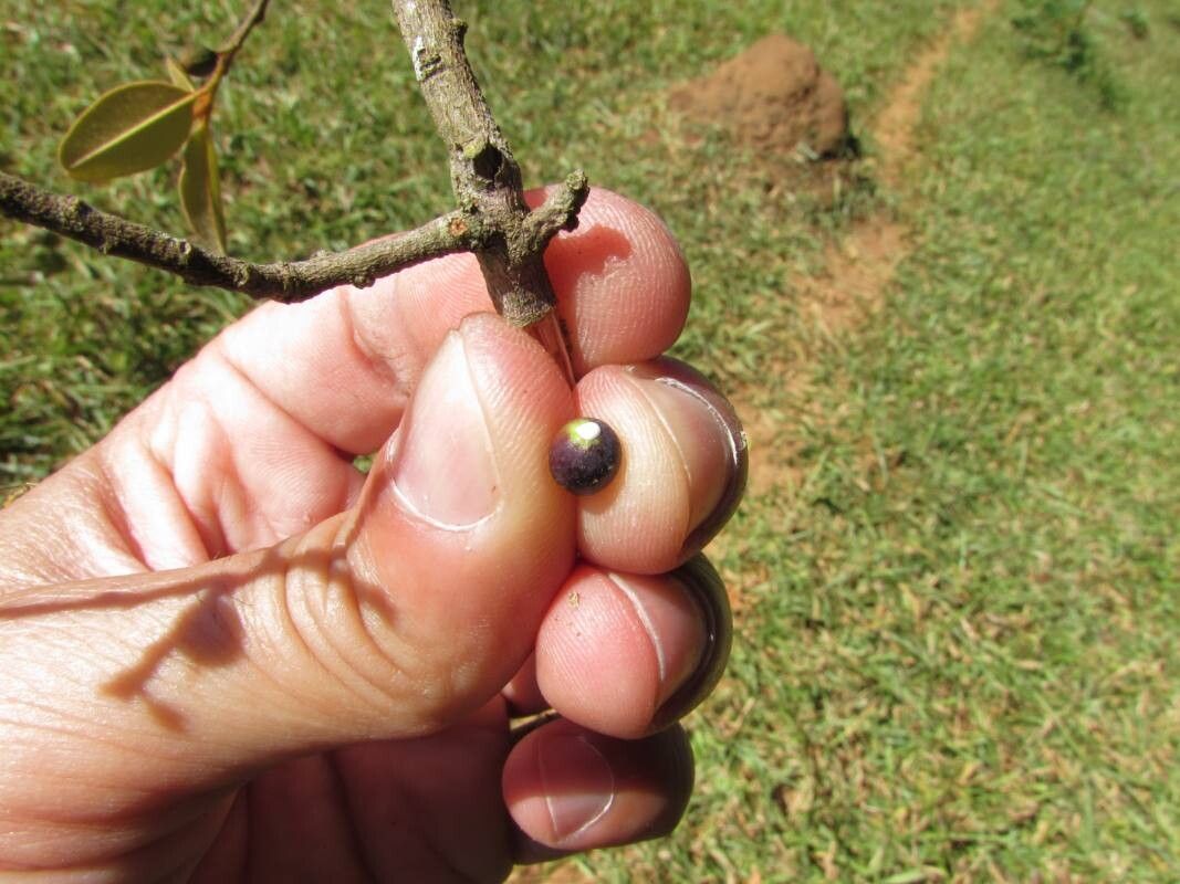 Chrysophyllum marginatum fruit