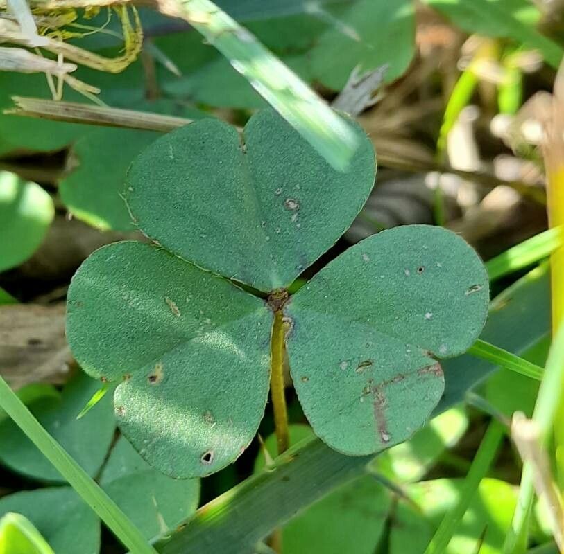 Oxalis hispidula — search result for 'Oxalis'