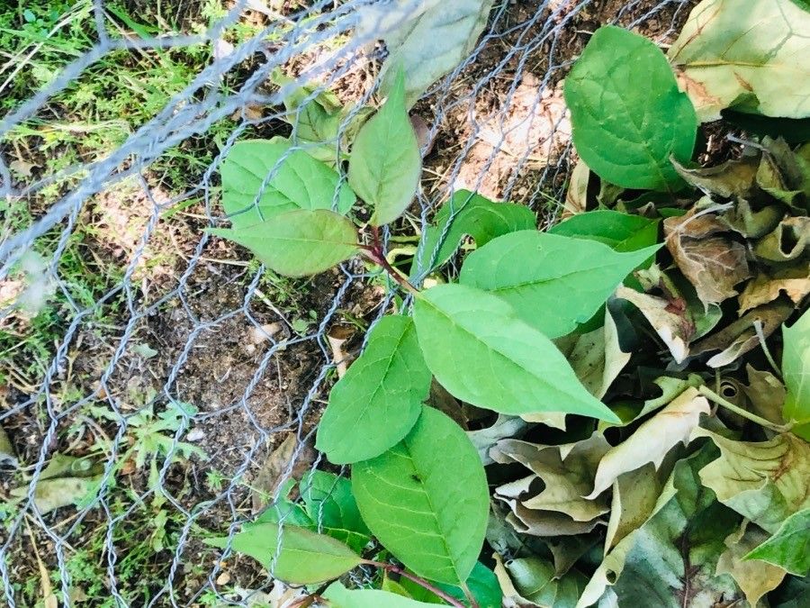 Syringa tomentella leaf