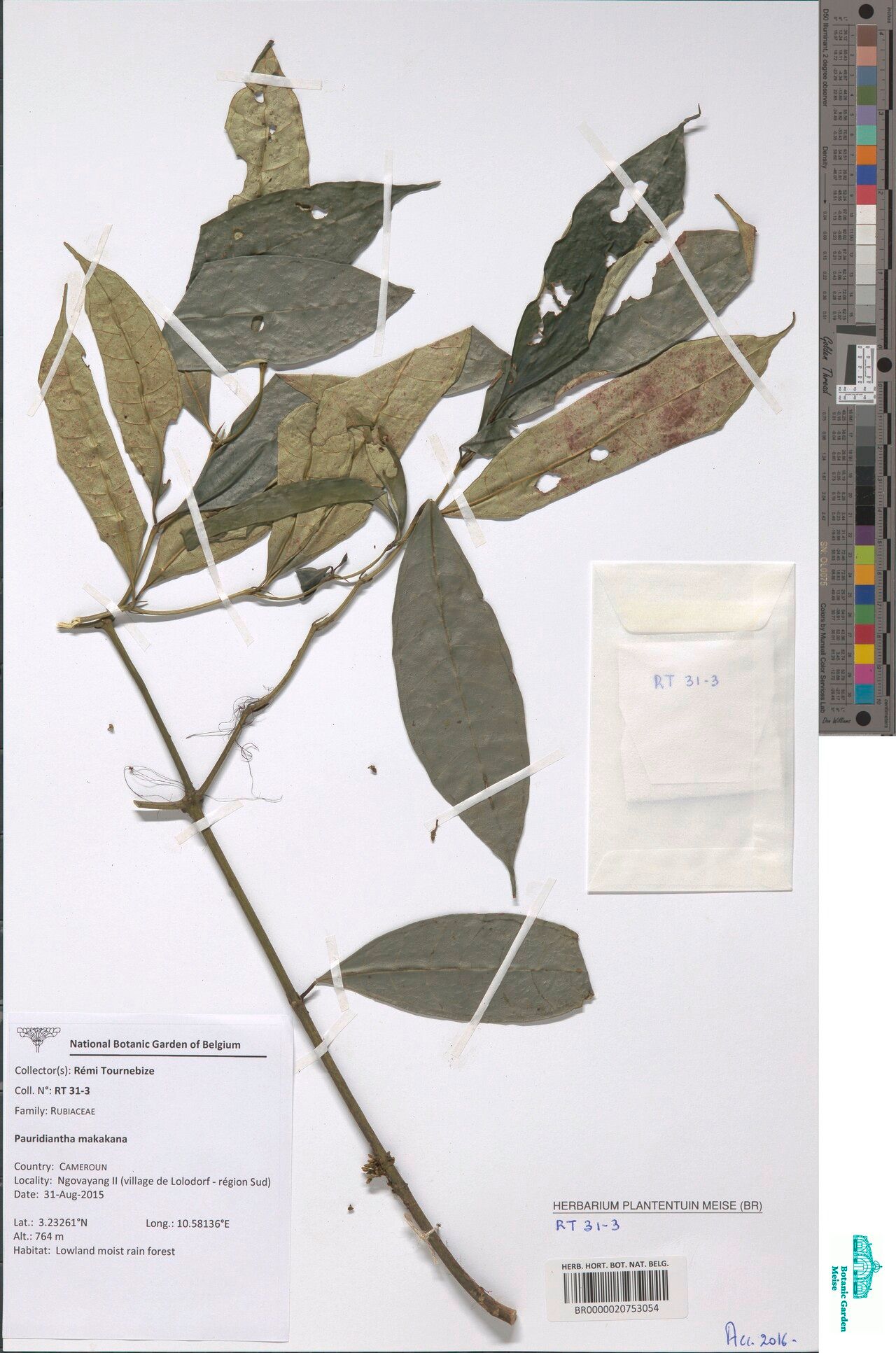 Pauridiantha makakana — houseplant care guide