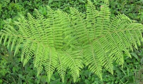 Cyathea weatherbyana — houseplant care guide