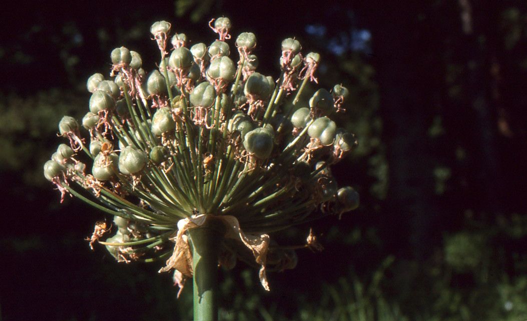 Allium nigrum fruit