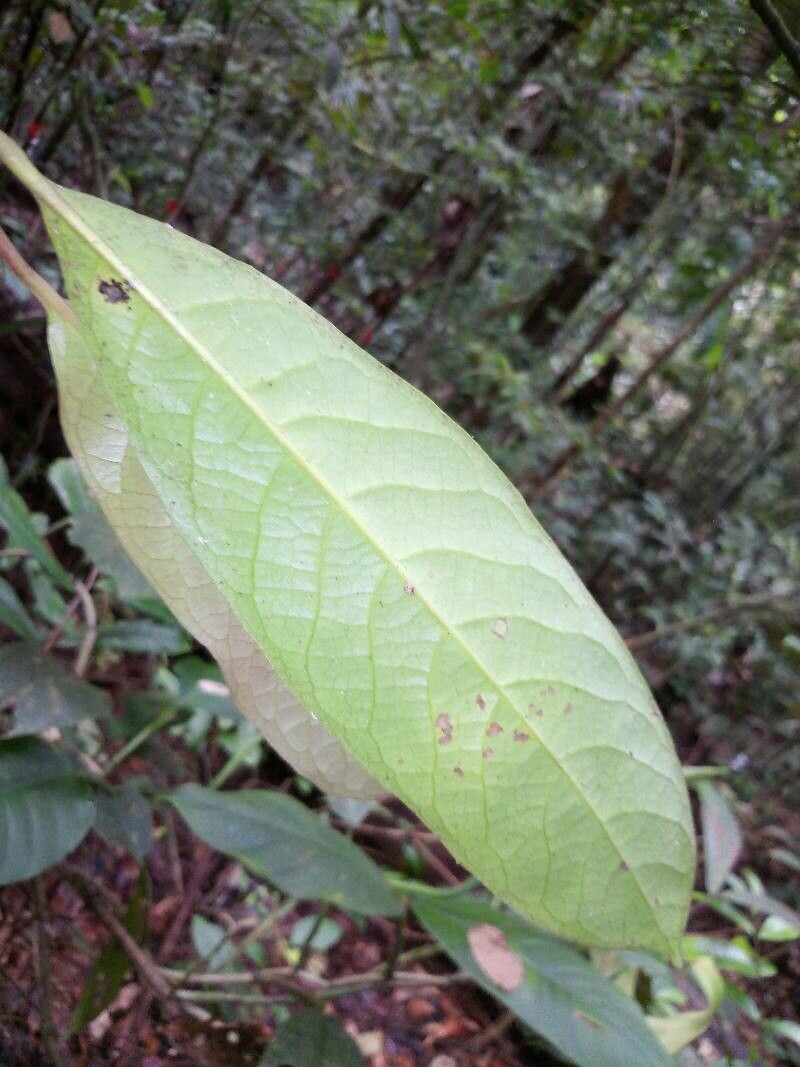 Siparuna cristata leaf