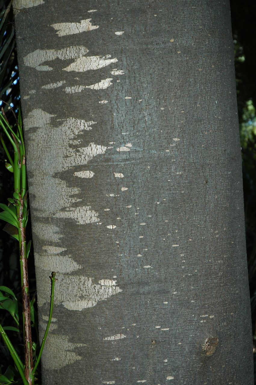 Agathis macrophylla bark