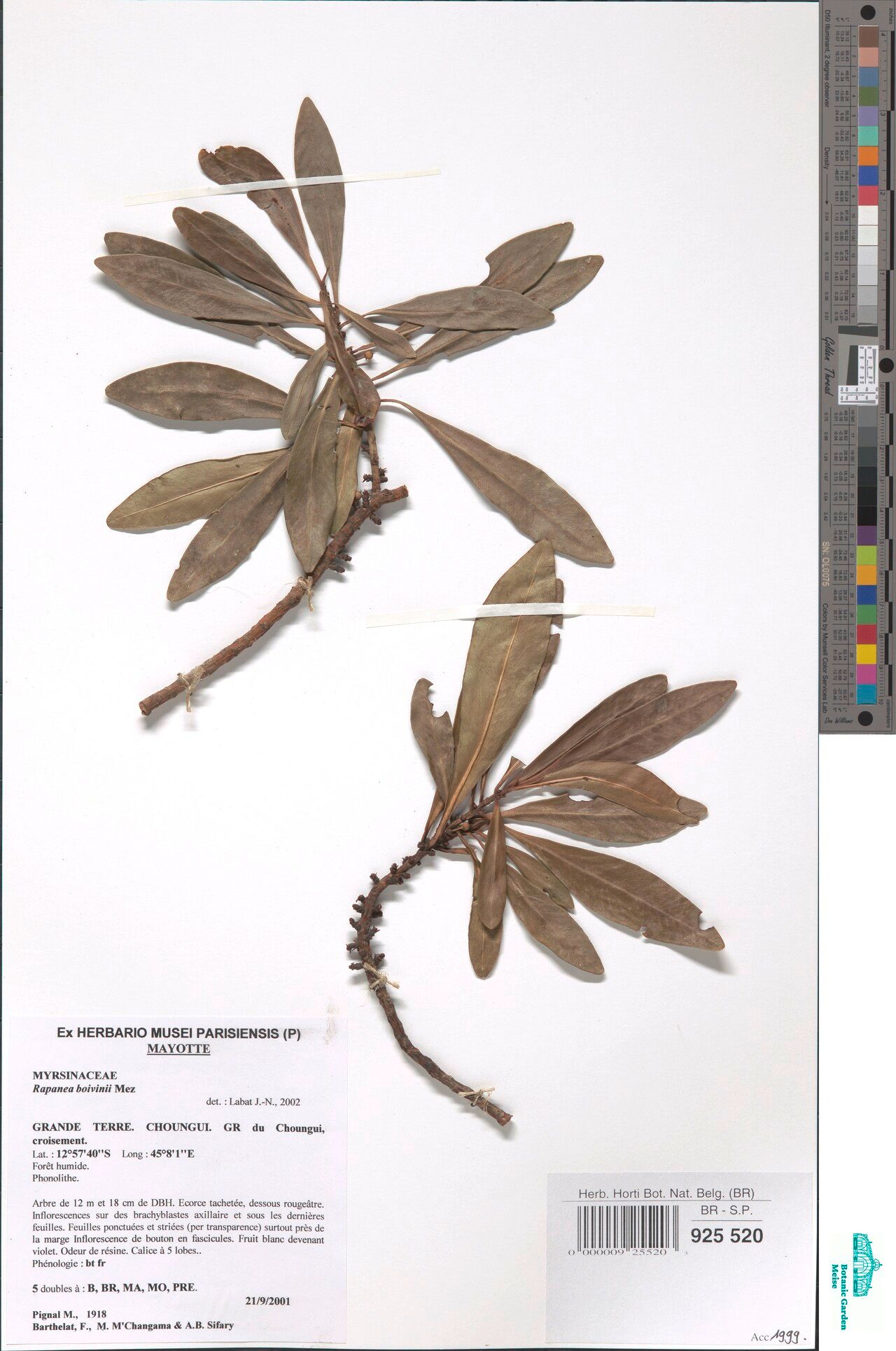 Myrsine boivinii — houseplant care guide