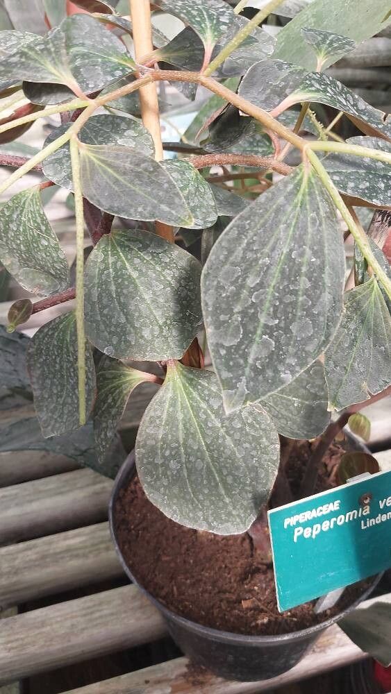 Peperomia velutina — houseplant care guide