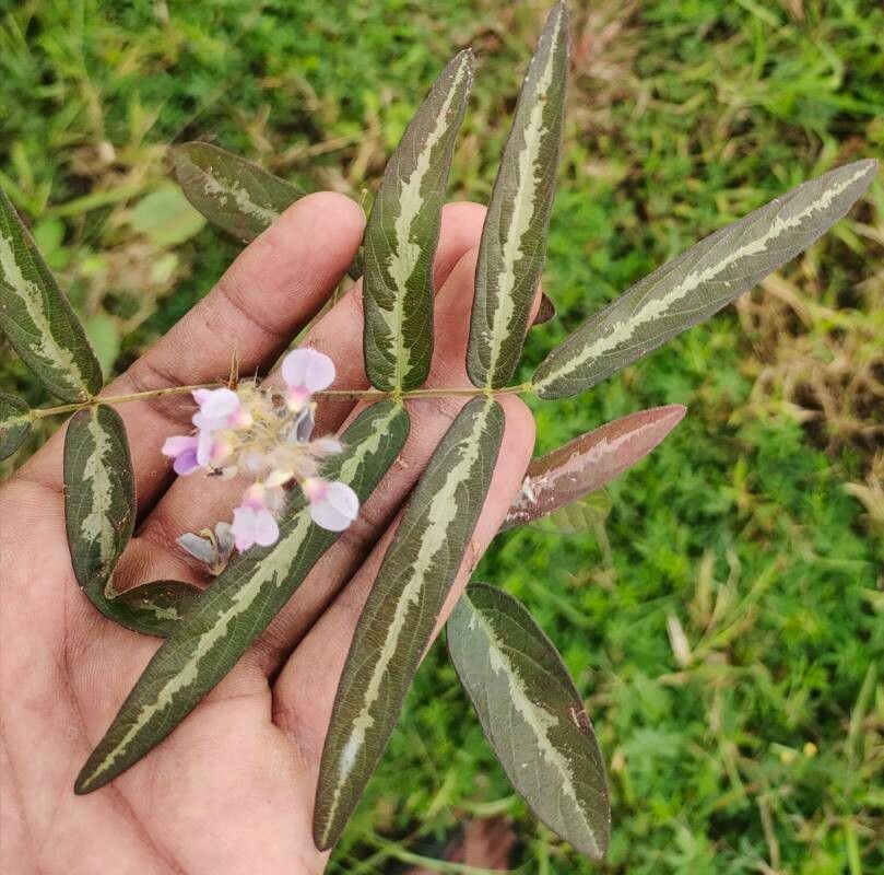 Uraria picta — houseplant care guide