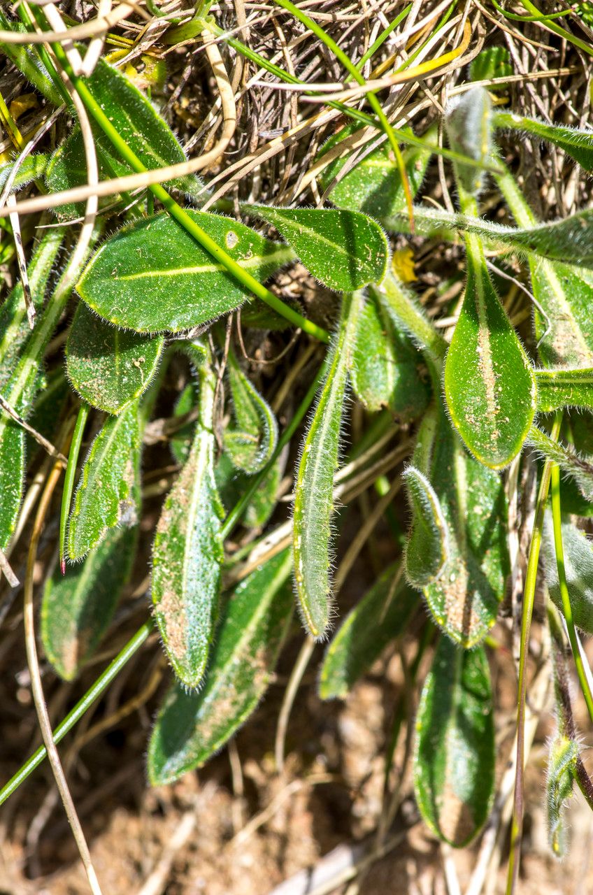 Biscutella arvernensis — related species from the same genus